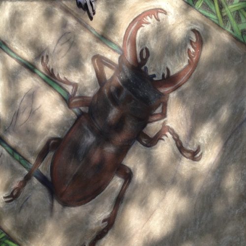 Stag Beetle in Palm (2015)