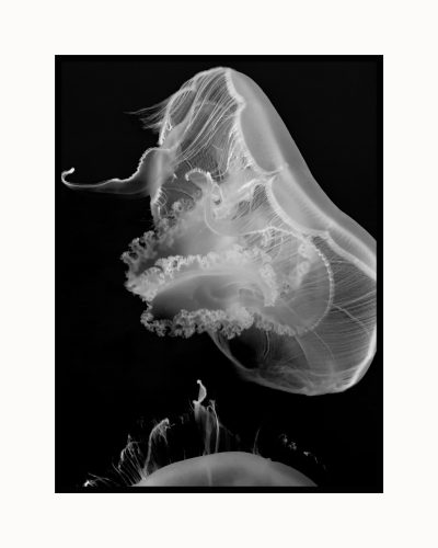 The Dreaming:  Jellyfish 2
